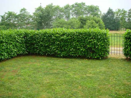 POTATURA SIEPI - 