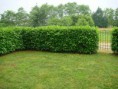 POTATURA SIEPI - 