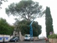 POTATURA ALBERI ALTO FUSTO